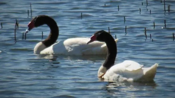 Salidas virtuales: una tarde diferente recorriendo las bellezas del Parque Sarmiento