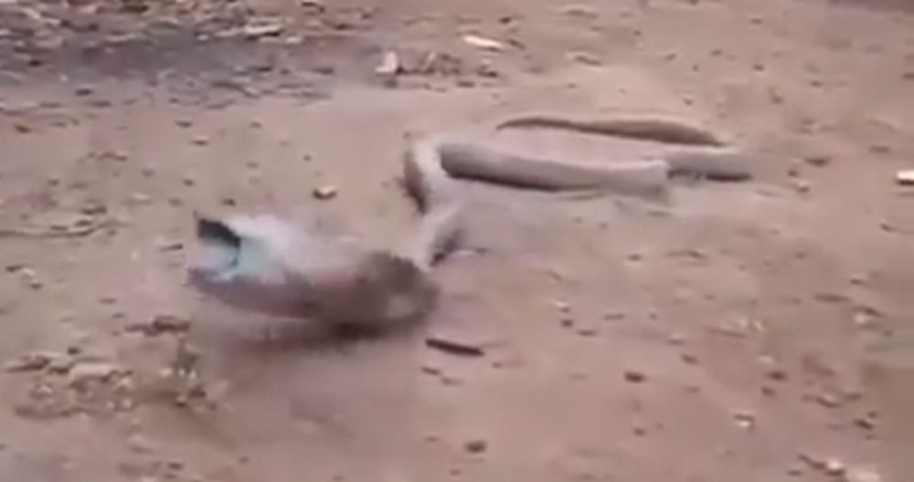 Esto es lo que sucede cuando una cobra se traga una botella de plástico