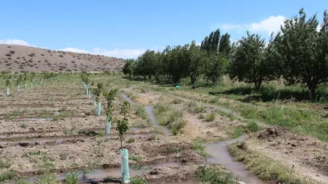 Diario de Cuyo | riego 728x485.webp