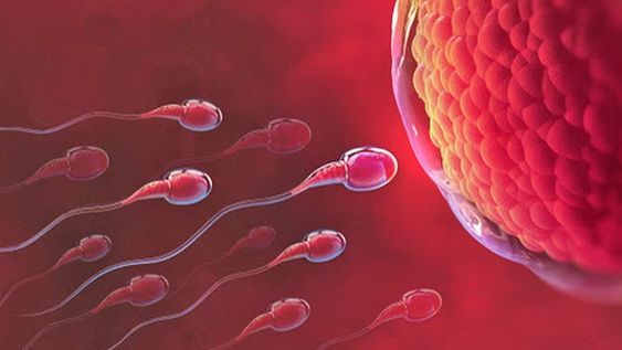 Científicos descubrieron que los óvulos pueden elegir el tipo de esperma que atraen