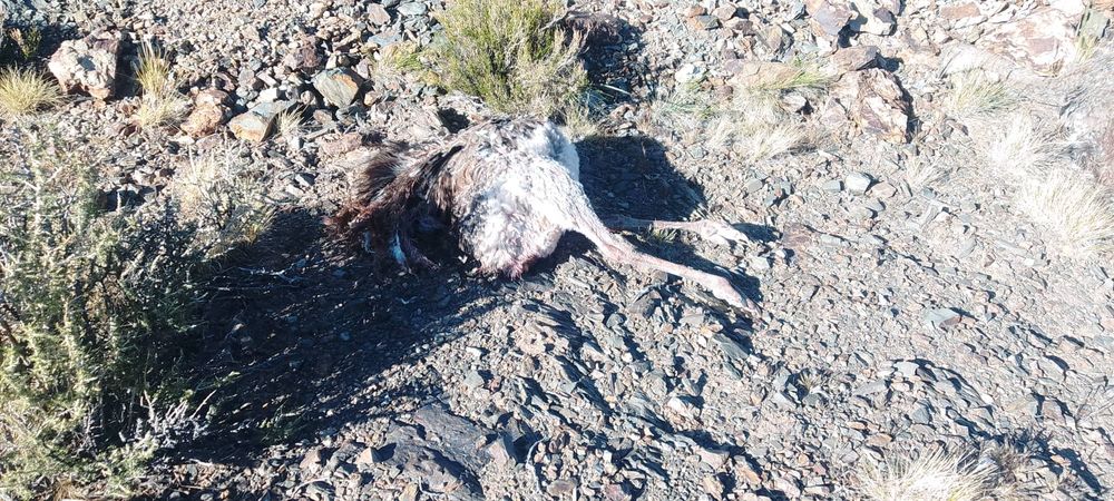 Durante el operativo contra la caza furtiva se rescataron dos suris cordillernos muertos.