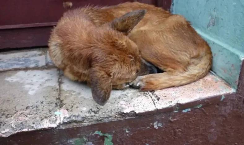 Tres perros impidieron que un motociclista muriera congelado tras accidentarse