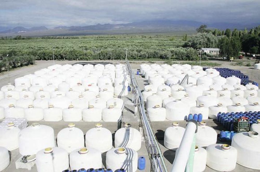 Cosecha de aceituna conserva con mayor volumen y bajo precio