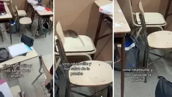 Una rata entró al aula y los salvó de un examen