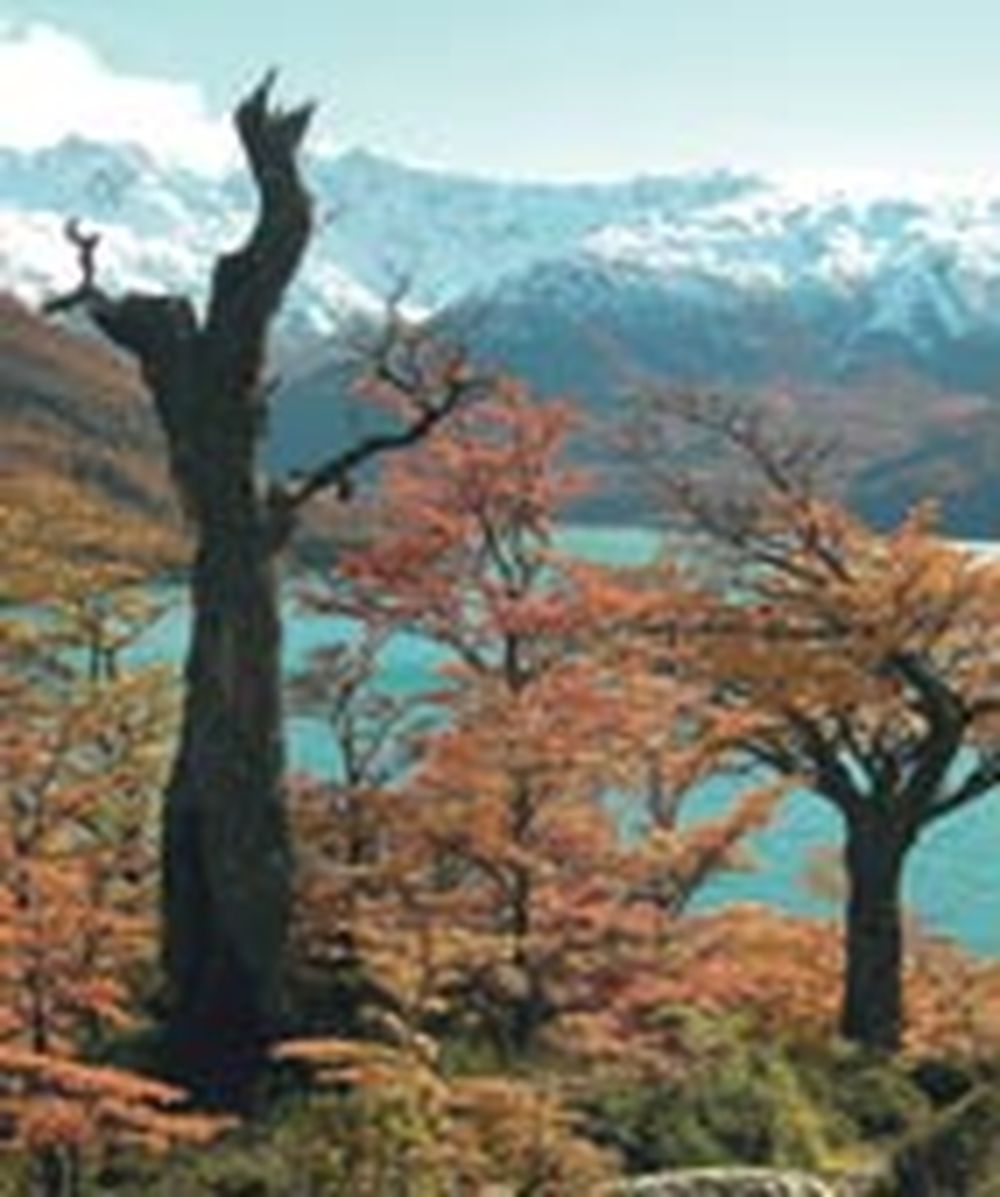Paraíso de colores