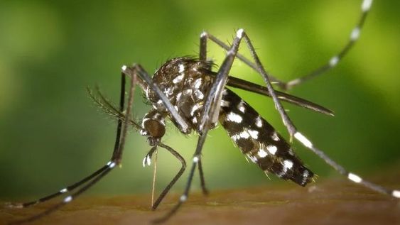 san juan refuerza la prevencion contra el dengue y marca la estrategia para el verano