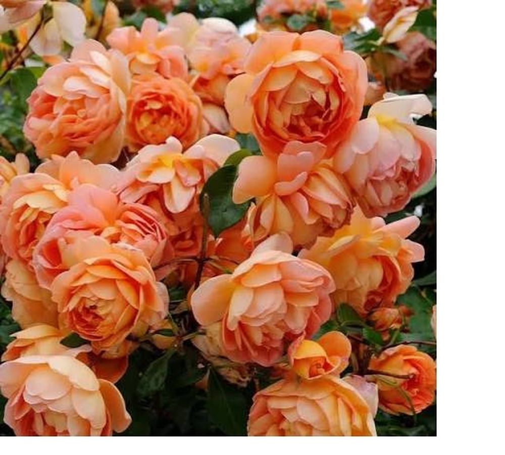 Rosal Pat Austin