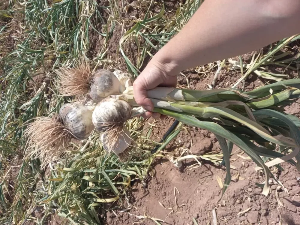 Hay escaso interés en la nueva temporada provincial de ajos