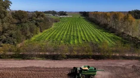 El Gobierno dispuso la suba de las retenciones a la soja y el maíz desde el 1 de julio