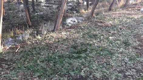 El Presidente nombró a una mujer para que se haga cargo del INTA