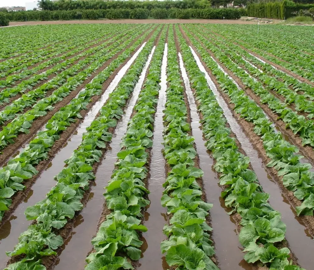 Cultivos de ajo y verduras de hoja, lo más afectado por la falta de agua en las chacras