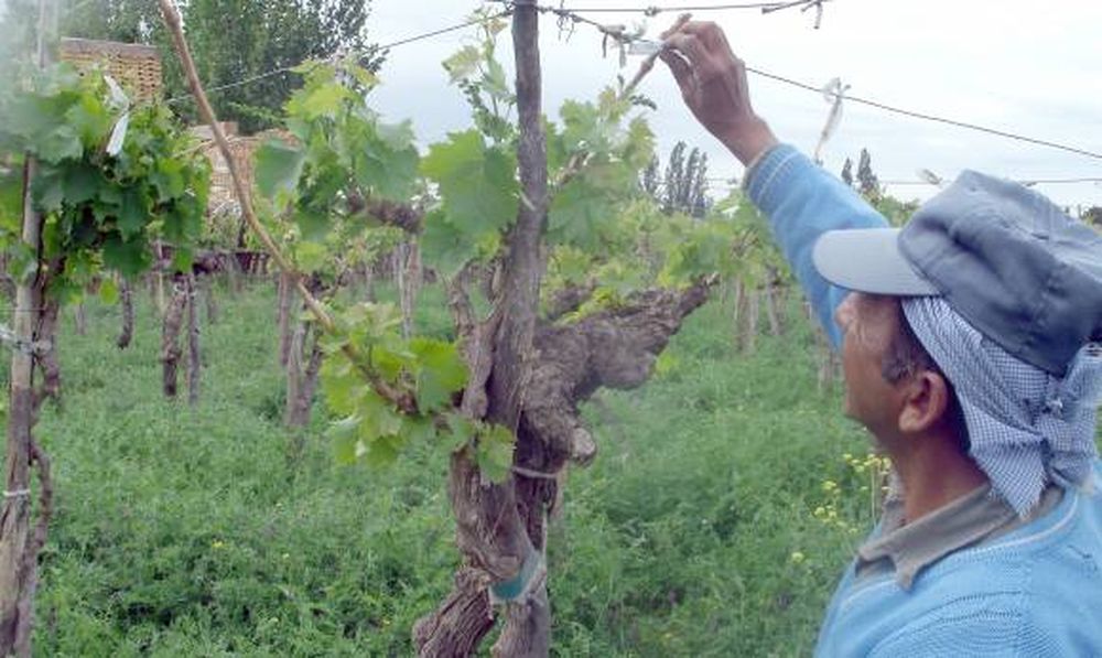 Vino Moscato o Moscatel, un nuevo producto que representará a Argentina
