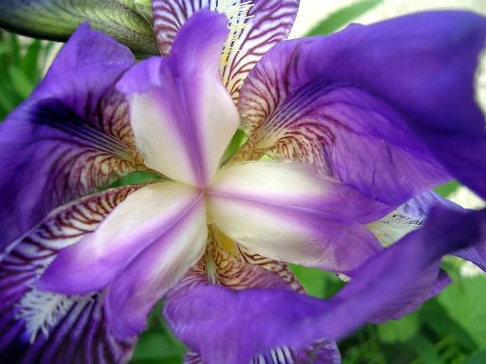 Flores en cápsulas