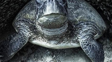 Las imágenes ganadoras del premio “Ocean Photography 2021”