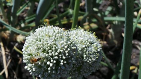 Abejas: un negocio que puede crear otras alternativas en Cuyo