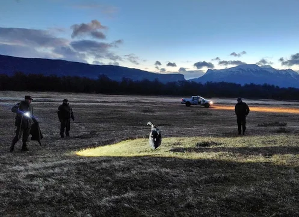 En Santa Cruz, gendarmes rescataron un cóndor andino que no podía volar