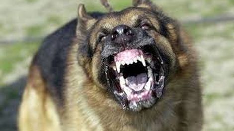 Imagen ilustrativa.-