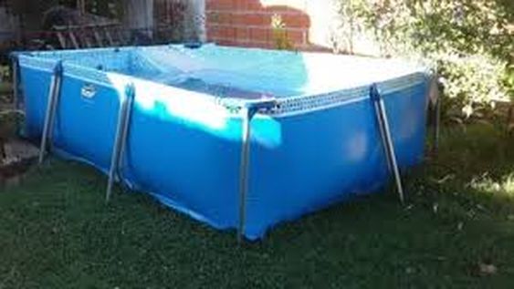 Animales ponzoñosos, cómo evitarlos y qué hacer ante una picadura o mordedura