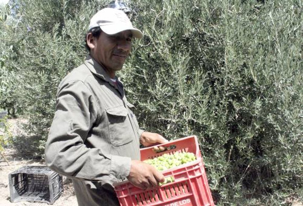 Aceitunas: Sin trabas a  Brasil, y más créditos