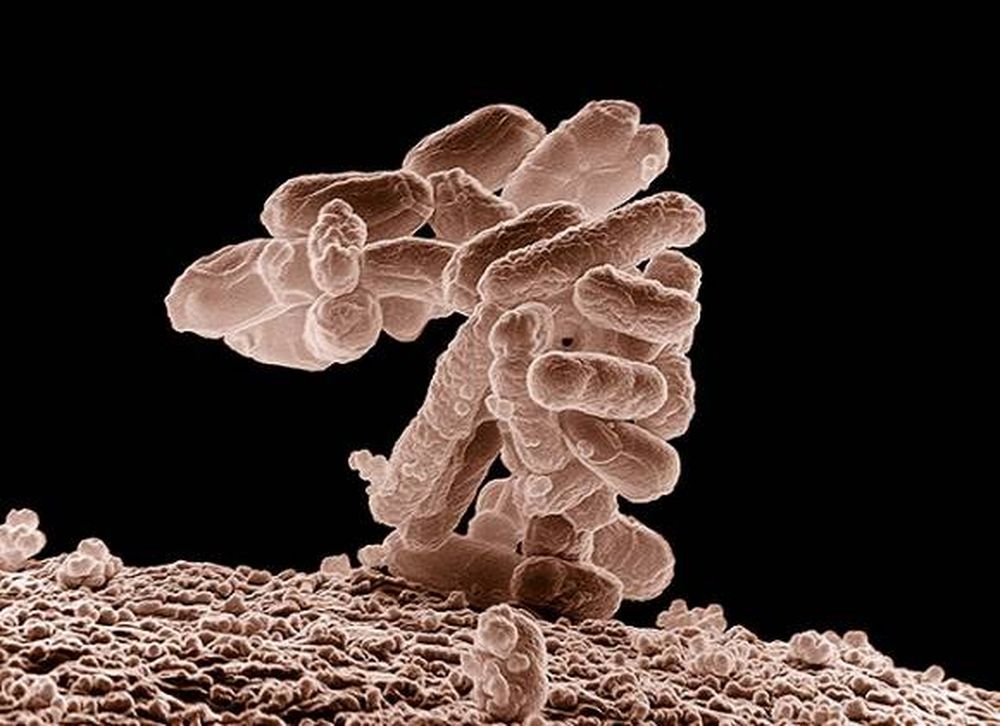En alerta por una bacteria que resiste los antibióticos