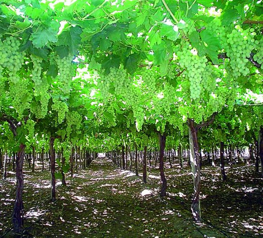 Mayor volumen y anticipo de cosecha en uva de mesa local