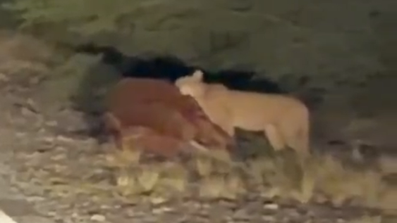 Puma en Valle Fértil.