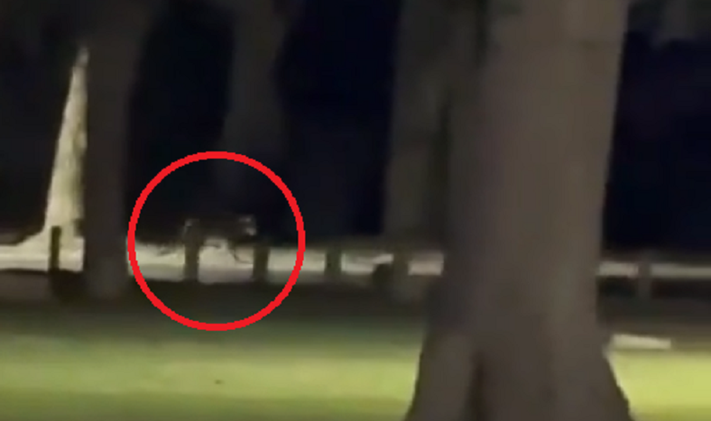 [VIDEO] Puma suelto en Rivadavia: crece la preocupación cerca del autódromo