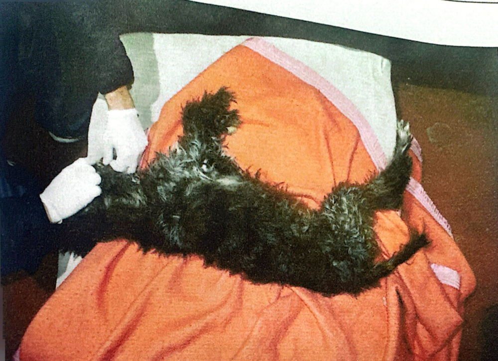 Black, el perro asesinado, mientras es revisado por un veterinario. 