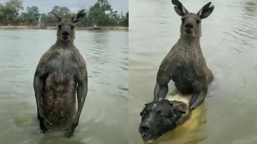 Un hombre se peleó mano a mano con un canguro para defender a su perro
