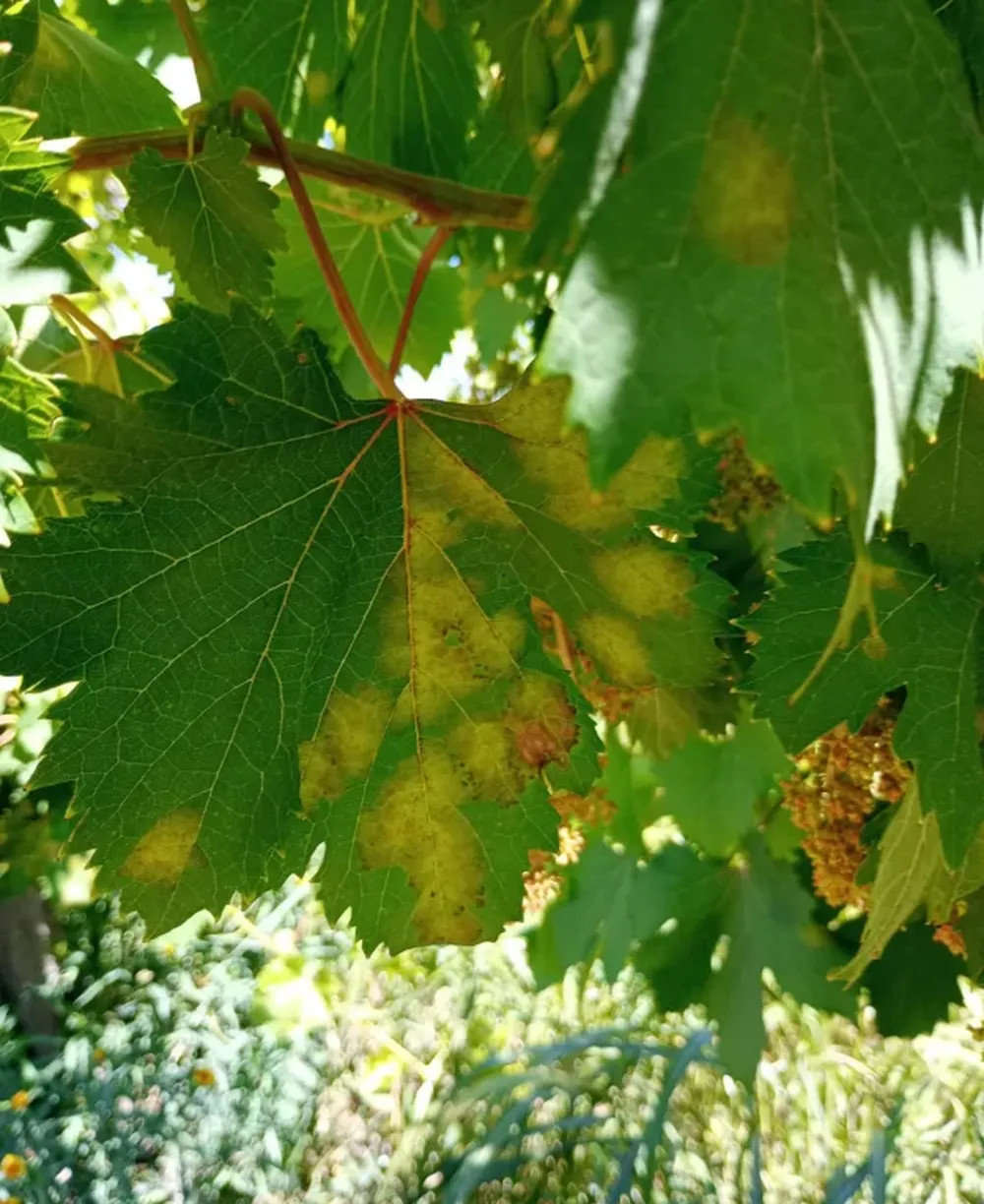 DAÑOS. Las plantas tienen manchas en las hojas y luego caen por el hongo.