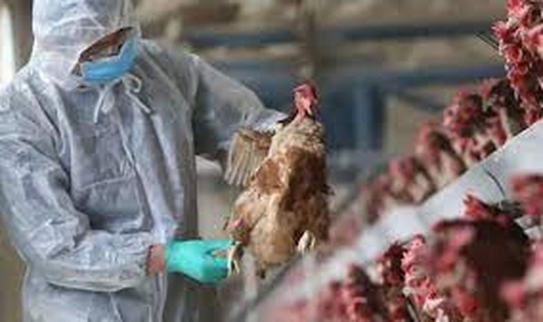 Brasil instala barreras sanitarias por un brote de gripe aviar que frena las exportaciones