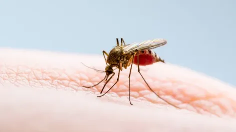 Confirmaron un caso de chikungunya en Chaco y analizan un segundo contagio