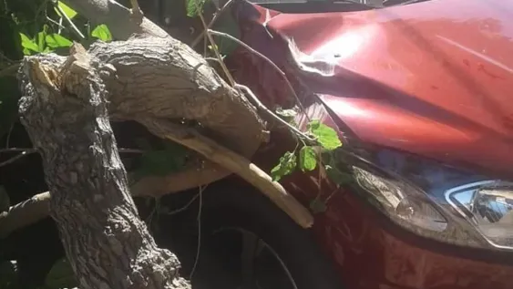 Se bajó de su auto y segundos después una enorme rama cayó sobre él