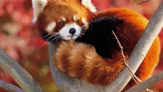 Hoy es el día internacional del Panda Rojo, un animal poco conocido y en peligro de extinción