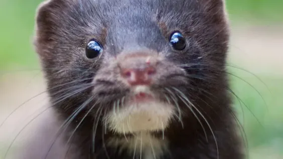 En Holanda sacrificaron miles de visones para prevenir contagios