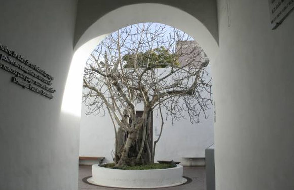 Retoños de higuera:  ya repartieron 330