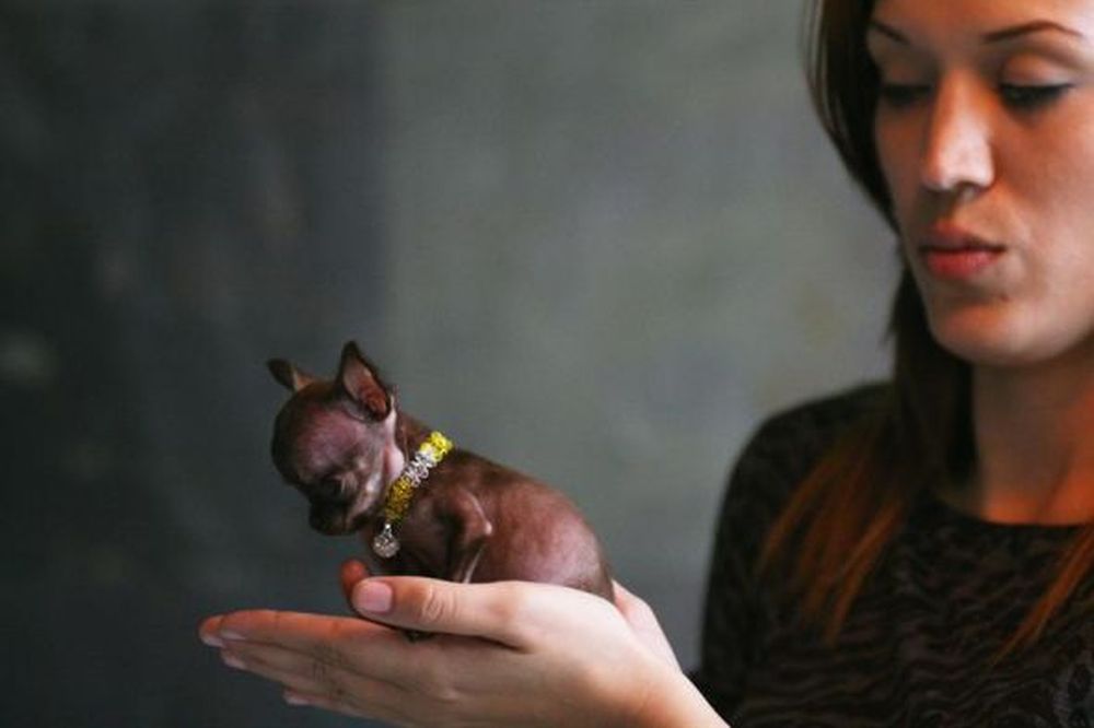 ¿El chihuahua más chico?