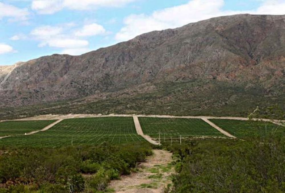 Bodegueros importantes de Mendoza invierten cada vez más en viñedos sanjuaninos