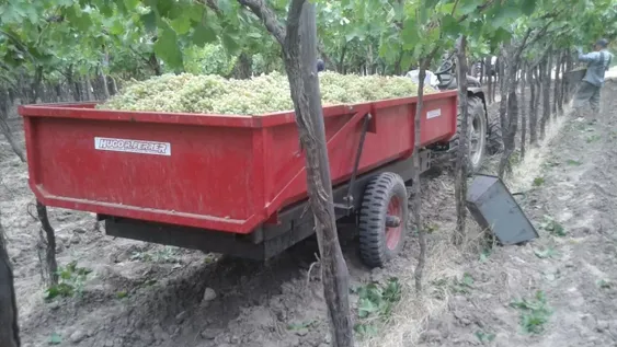 Defender el precio y elaborar a maquila es el llamado de la entidades viñateros