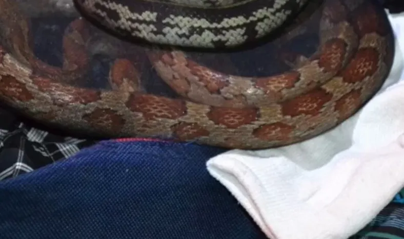 Un pasajero de colectivo fue sorprendido con 90 serpientes y más de 230 arañas