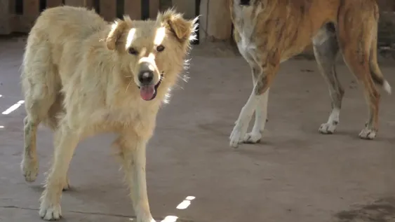 Jaurías: la mayoría de las personas dice que sufrió algún ataque, pero no denunció