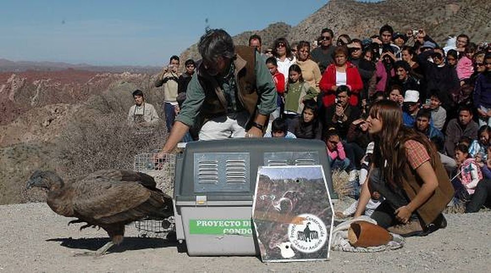 Un cóndor casi muerto de hambre, en rehabilitación