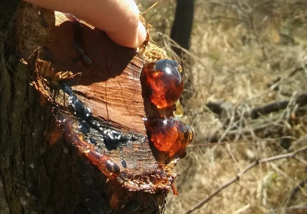 Estudian la goma del algarrobo blanco y su potencial industrial