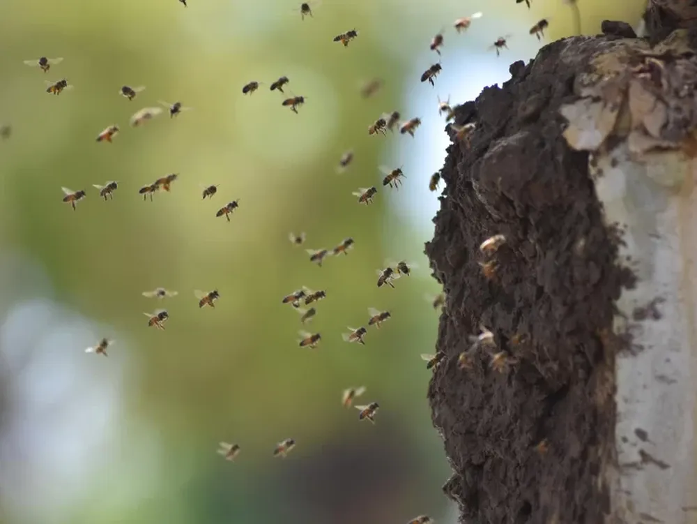Un chacarero murió al ser atacado por abejas