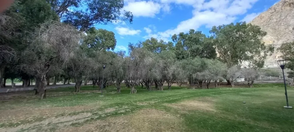 Olivos secos en símbolo patrio