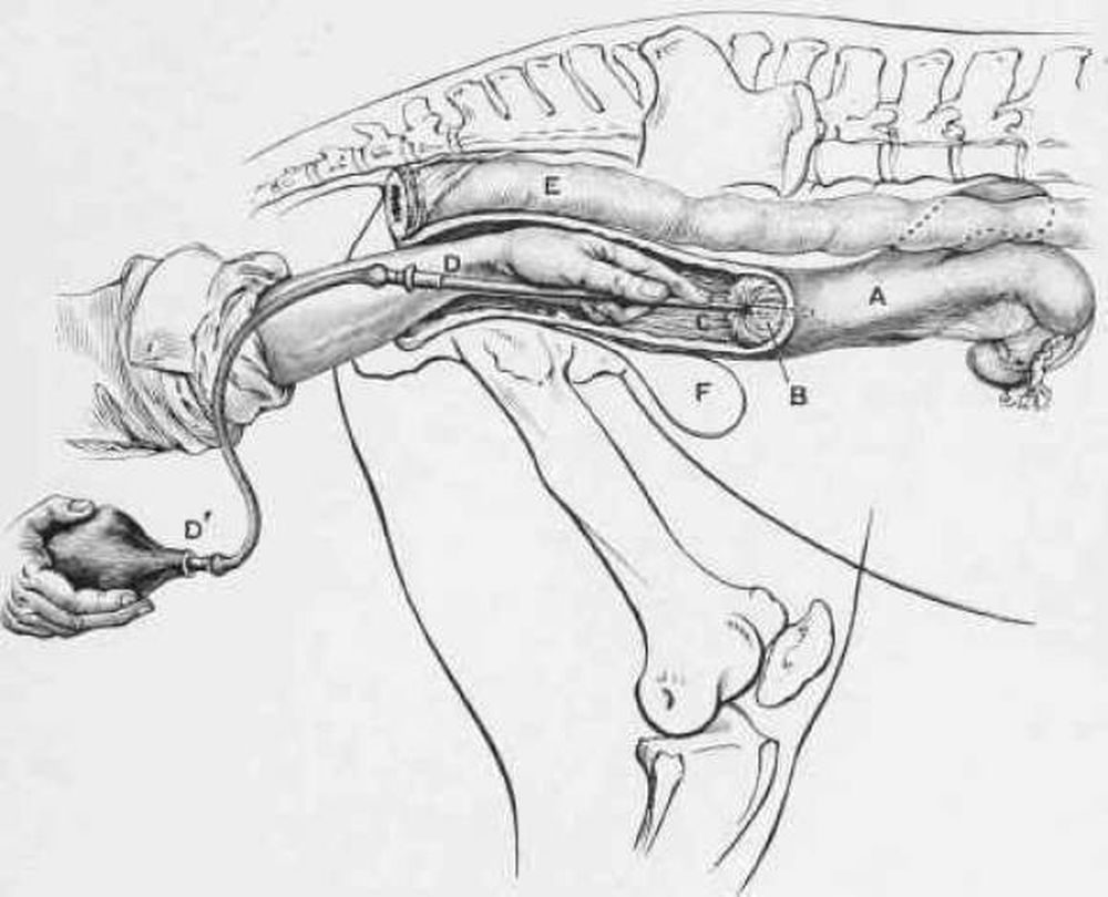 La Federación Agraria local quiere un centro de inseminación artificial