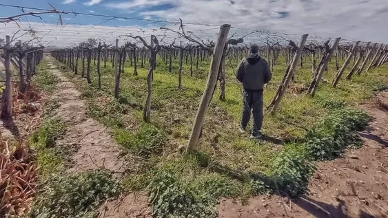 Durante el sábado y domingo cayeron entre 40 y 55 milímetros de agua, lo que generó una reserva de humedad en las fincas.