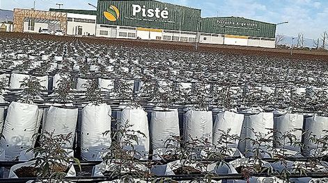 San Juan y el Día Mundial del Pistacho, mañana 26