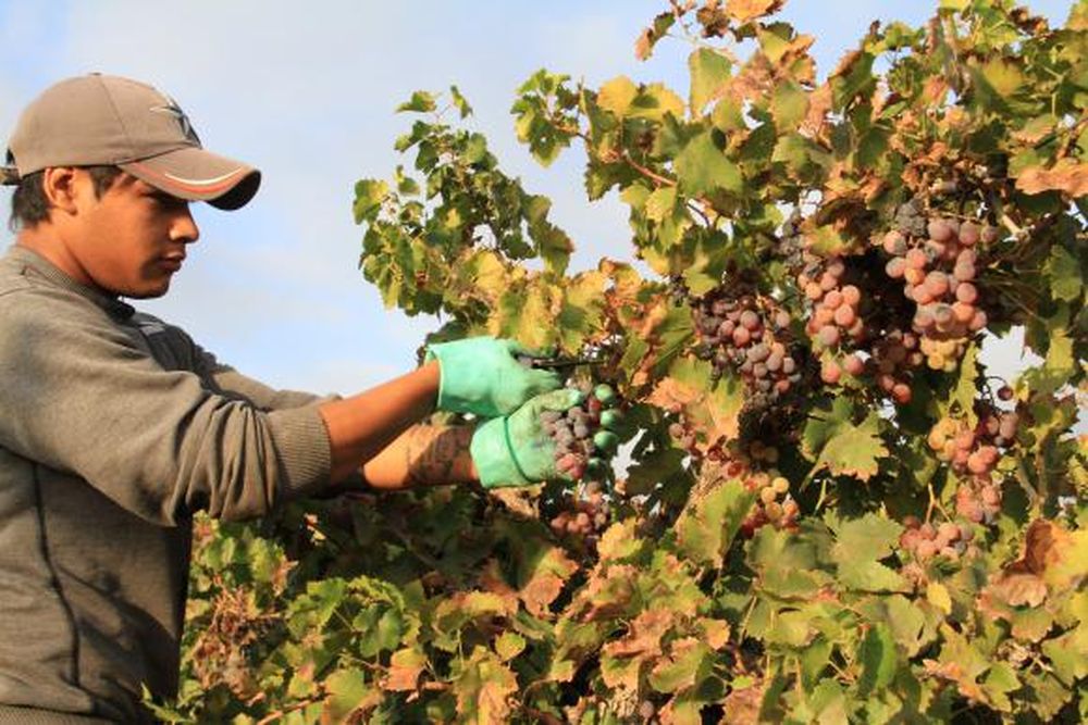 San Juan, la segunda provincia en superficie orgánica del país