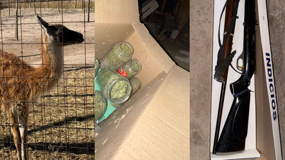 en pocito hallaron un arsenal, droga y fauna silvestre en dos allanamientos de la policia rural